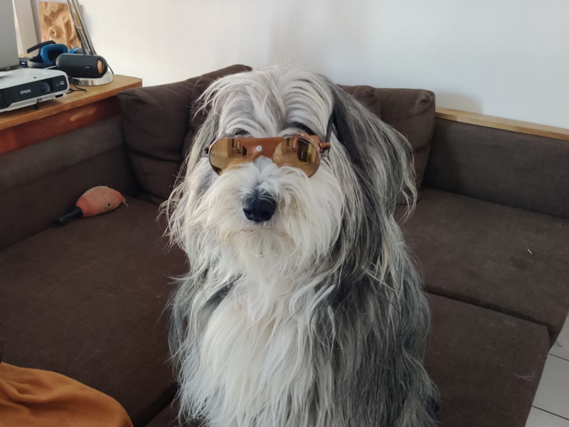 Moumoute et ses lunettes glacier